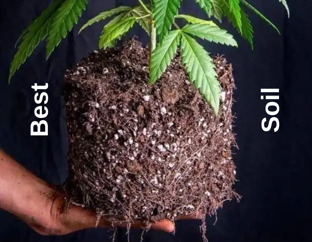 Optimal Soil For Growing Cannabis: Key Factors To Consider | BIG Plant  Science