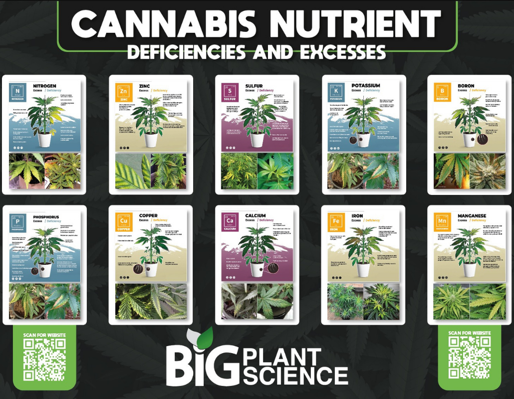 The Ultimate Guide To Nutrient Deficiencies In Cannabis Plants