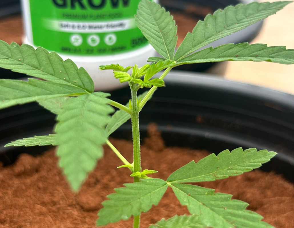 Optimal Nutrient Absorption: When To Start Feeding Cannabis Plants